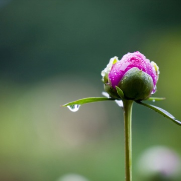 雨中的芍藥