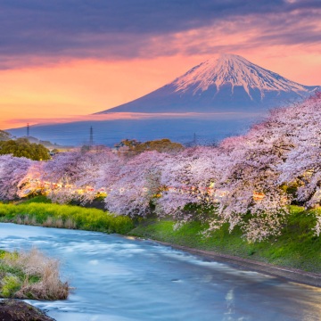 櫻花季節的富士山