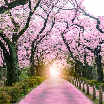 櫻花樹步行道