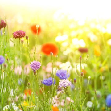 夏季花園中的野花