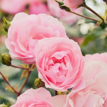 粉紅色玫瑰
