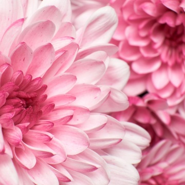 粉紅菊花