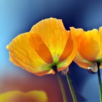 黃色罌粟花