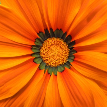 橙色非洲菊