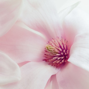 粉紅色玉蘭花