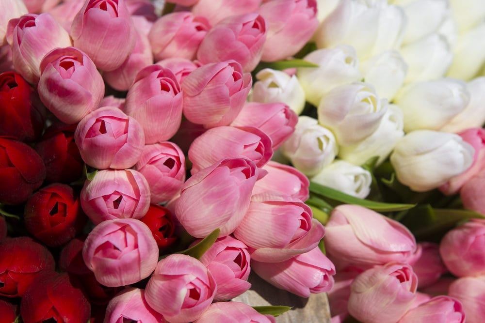 花的細緻, 你了解嗎?