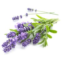 薰衣草 薰衣草