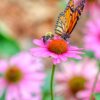 帝王蝶和蜜蜂在紫錐花紫錐菊
