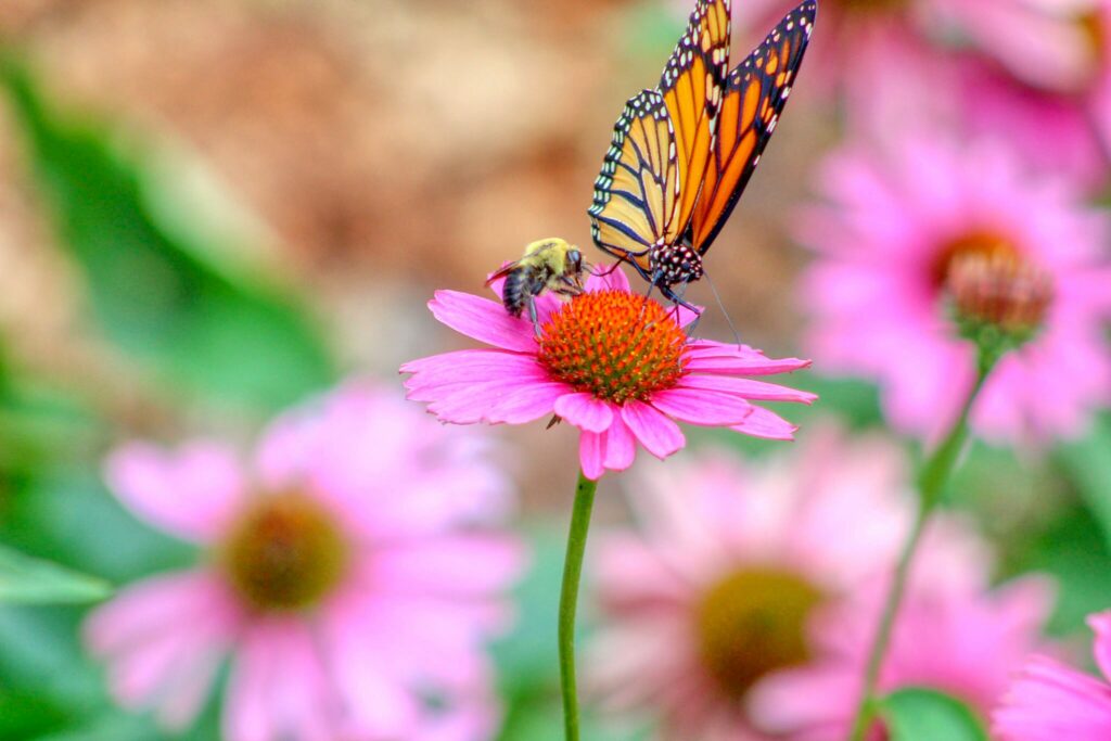 帝王蝶和蜜蜂在紫錐花紫錐菊