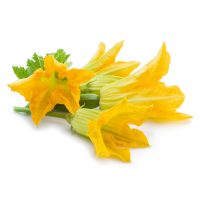 意大利青瓜花 意大利青瓜花