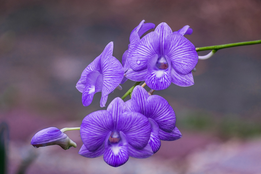 紫羅蘭